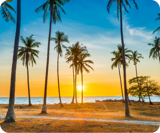 カリフォルニアのヤシの木と夕焼け